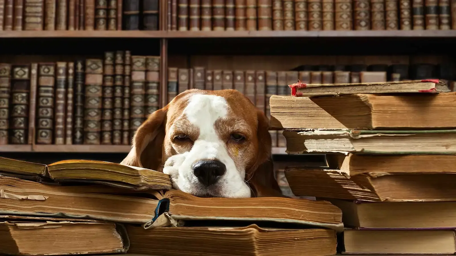 Ode alla noia: dove nascono le grandi idee